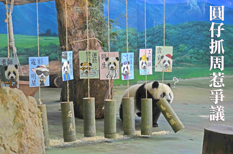 動物園替圓仔辦抓周，遭動保團體批將動物過度擬人化。　台北動物園/提供