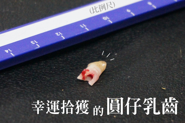 沒想到圓仔的乳齒這麼小啊~~~　台北動物園/提供