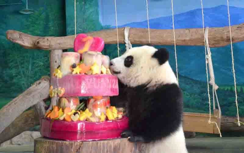 圓仔與動物園替他準備的一歲生日蛋糕。　台北動物園/提供