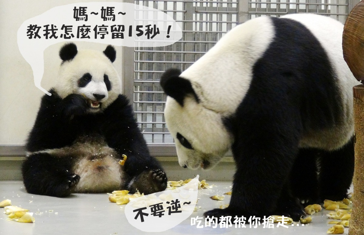 圓仔目前處於學習力強，但也靜不下來的小孩階段。　台北市立動物園/提供