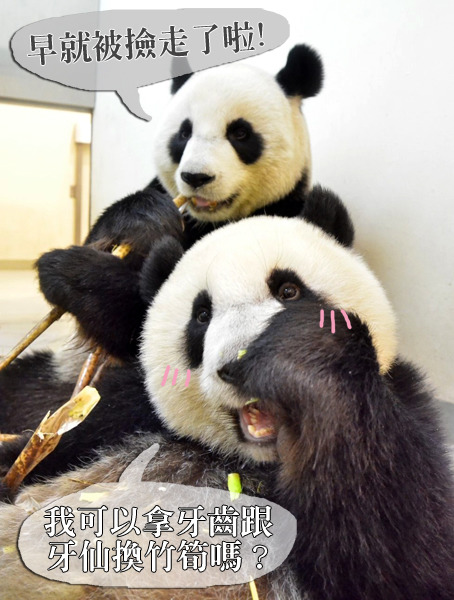 圓仔最後一顆乳齒掉落，幸運被保育員拾獲，也成為珍貴的成長紀錄。　台北動物園/提供