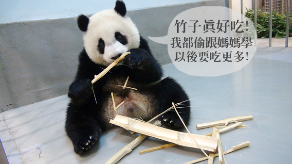 圓仔吃竹子的技巧也朝媽媽的Pro等級邁進！　台北動物園提供