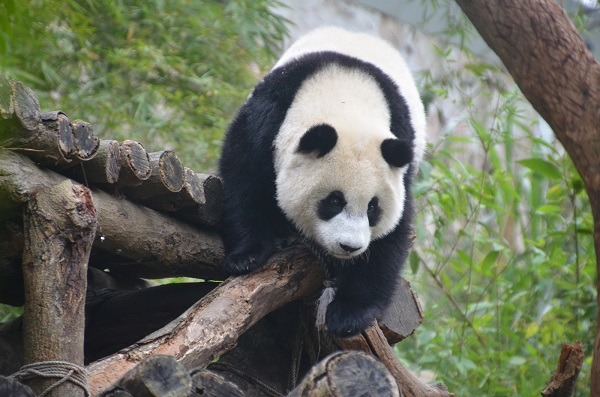 動物保育員最重要的特質，就是一定要具備「盡全力為動物付出」的熱情。　台北動物園/提供