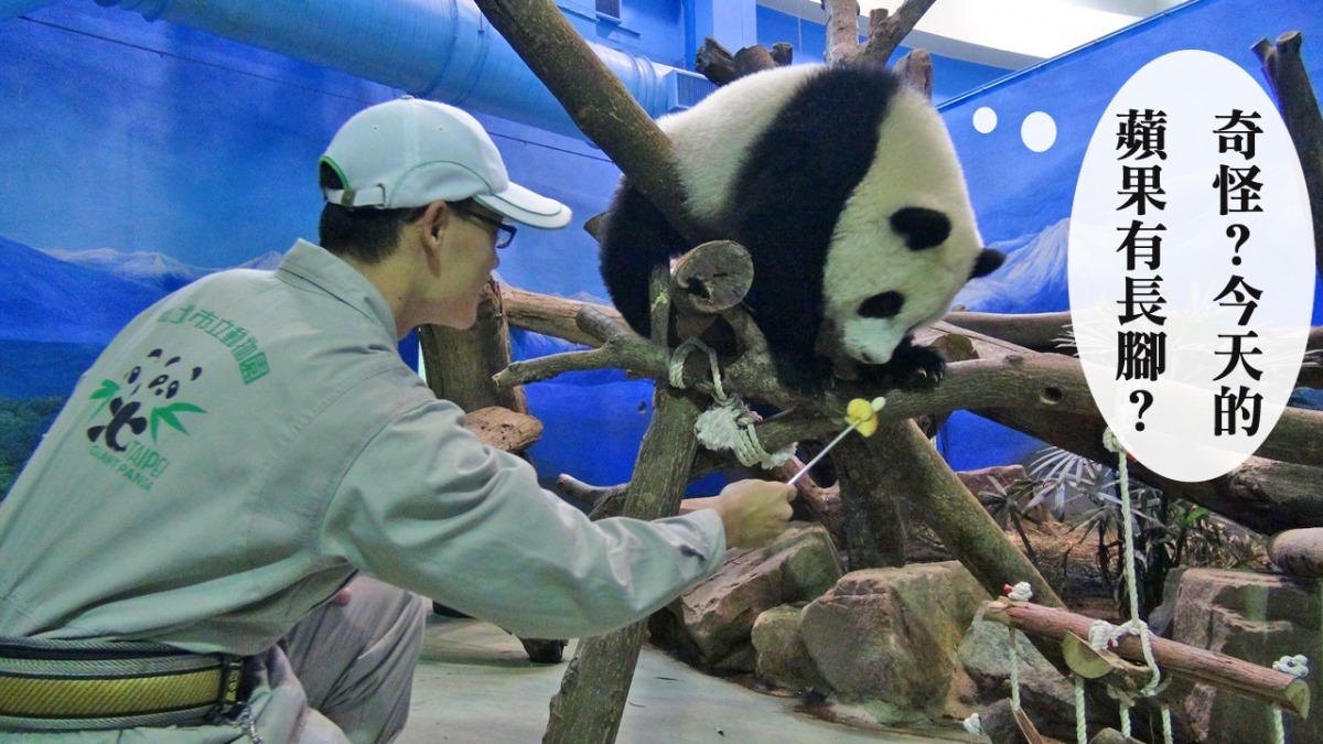 保育員在目標棒上加裝秘密武器，但圓仔仍狀況外。　台北動物園/提供