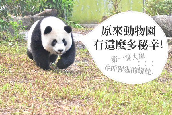 25日一整天都是歡慶動物園百年的活動，圓仔也手刀奔來參加啦！　台北動物園/提供