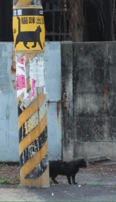 雲林斗六上也有一個貓咪警示牌。 陳建舟/授權提供