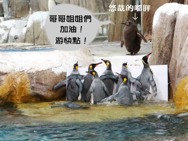 才6個月的嘟胖還沒換羽，無法參加游泳課。　台北動物園-惠珍/攝