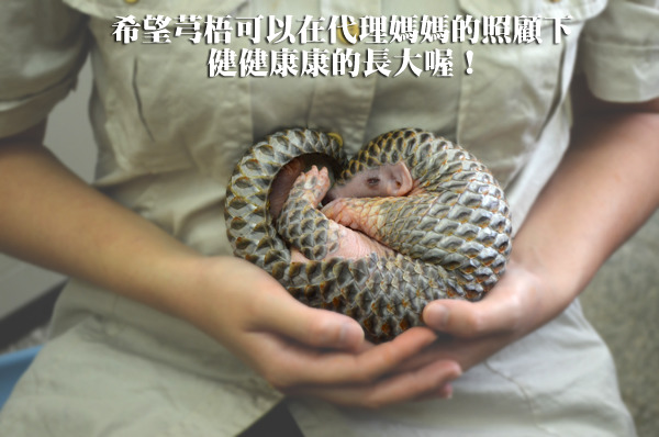 最近台北市立動物園的穿山甲寶寶芎梧面臨大腹便便的問題，讓保育員傷透腦筋。　台北動物園/提供