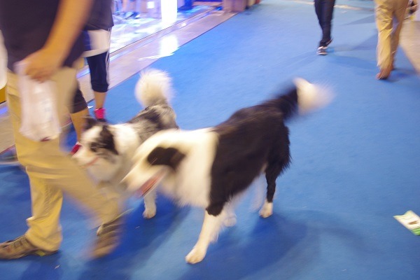 展場內許多邊境牧羊犬都沒有牽繩，卻現實上演走失情況。　無糖媽/攝