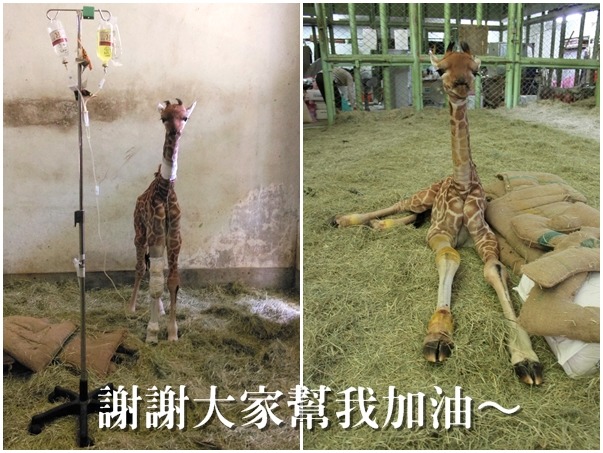 小鶴吊點滴的模樣看了讓人相當心疼,也希望牠能順利平安的長高長胖! 台北動物園-張廖年鴻/攝