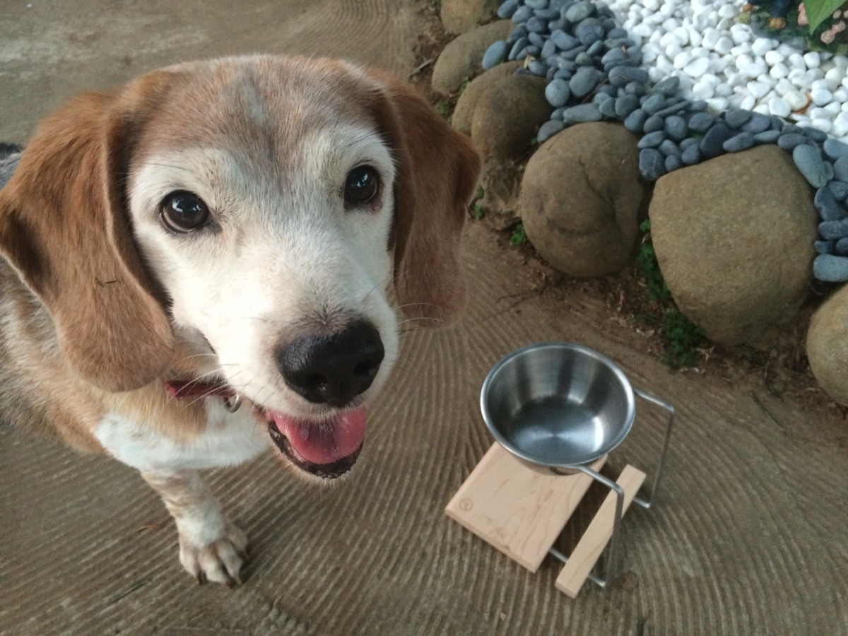 米格魯小小寶與自己贏得的獎品開心合照。 洪小姐/提供