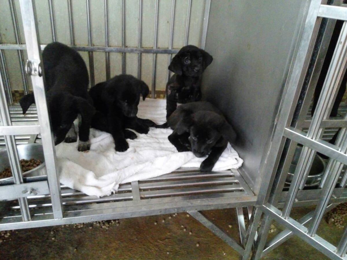 幼犬屁股下墊著棉被，不會接觸到冰冰的鐵籠，聚在一起也能互相取暖！　新北動保處/提供