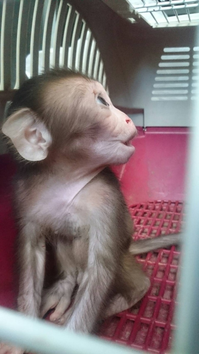 動保員抵達現場後，先將幼猴置於籠內，檢查身上是否有受傷、及其他身體狀況等等。   新北市動保處/提供