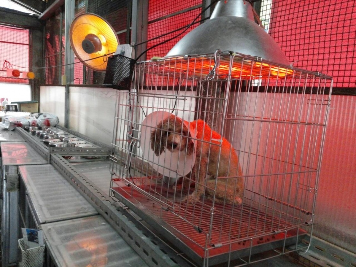 板橋動物之家的保溫燈只要低於18度，就會自動開啟；淡水動物之家今年還特別裝置220V電線，以避免保溫設備帶來的高負電量跳電。　新北動保處/提供