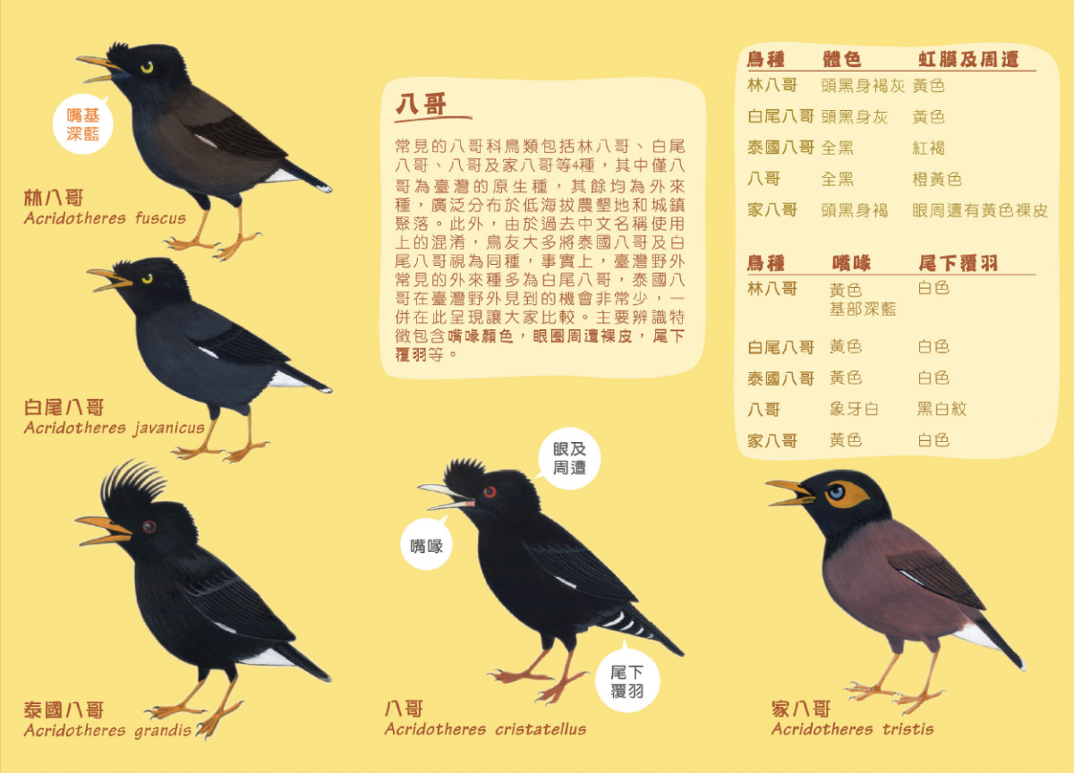 要分辨八哥，需要觀察鳥的體色、嘴喙及尾下覆羽等等。　取自台灣繁殖鳥類大調查官網