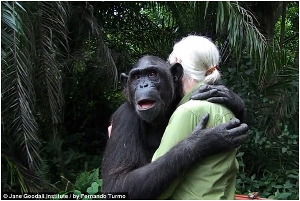 汪達在剛果的一個小島上，擁抱照顧牠丶拯救牠的珍古德博士