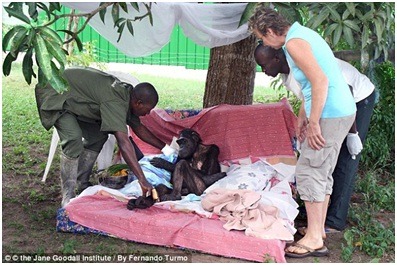 2012年汪達重病纏身，在珍古德區龐噶黑猩猩康復中心調養。
