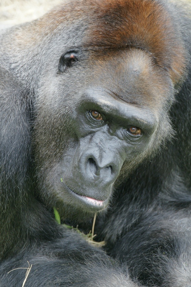 黑皮爺爺現在相當人類80歲，開始出現一些老化症狀。　台北動物園/提供