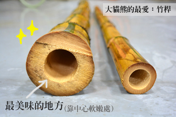 對大貓熊來說，竹桿好吃的部位在靠近內部較嫩的地方。　台北動物園提供