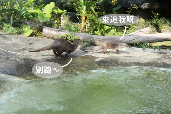 小金與金莎追逐嬉戲中，金莎體型較小。　動物園/提供
