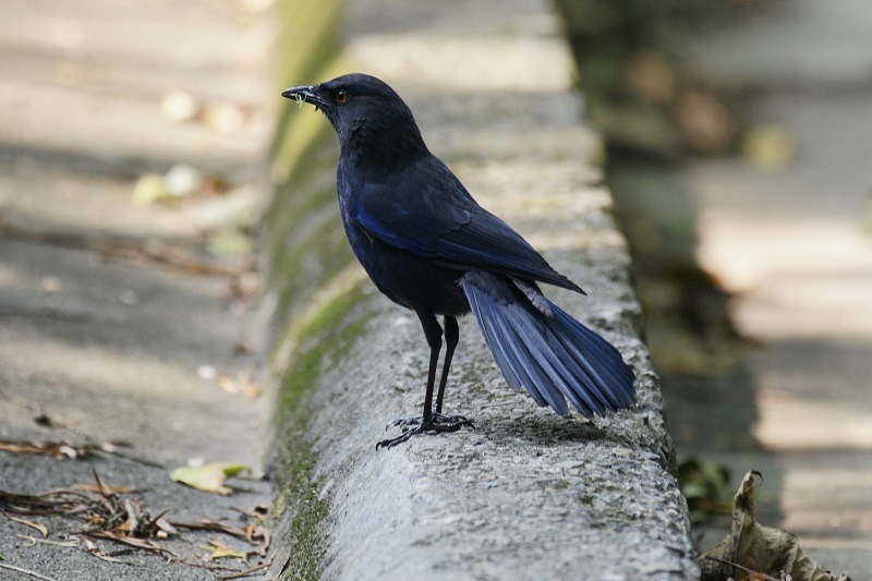 紫嘯鶇是台灣特有種,亦即只有在台灣看得到喔! 台北動物園-詹德川/攝