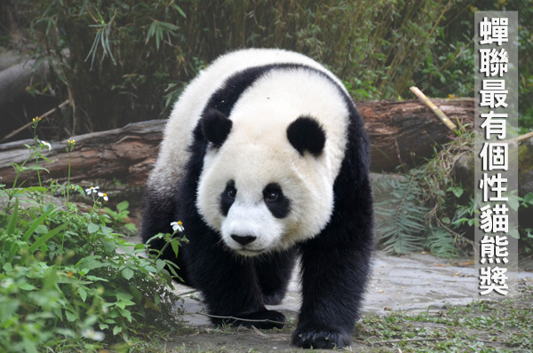 最近五月天的歪腰歌曲配上馬來貘MV正夯,圓仔不甘示弱再度獲選全球第一有個性大貓熊。 台北動物園/提供