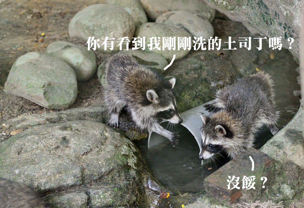 勤練洗食物技能的小浣熊。　台北動物園/提供