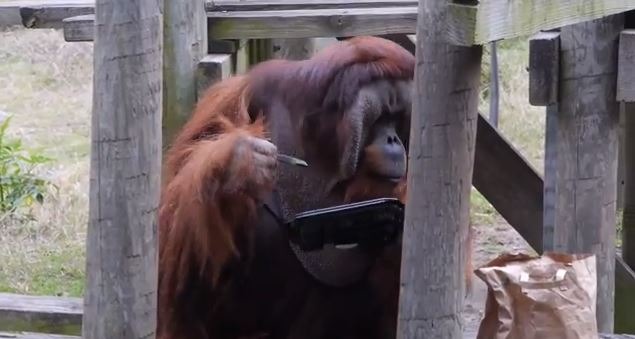 這隻猩猩名叫「魯迪」，是休士頓動物園內的藝術明星，繪畫創作已有10年，被封為動物界的「梵高」。取自網路