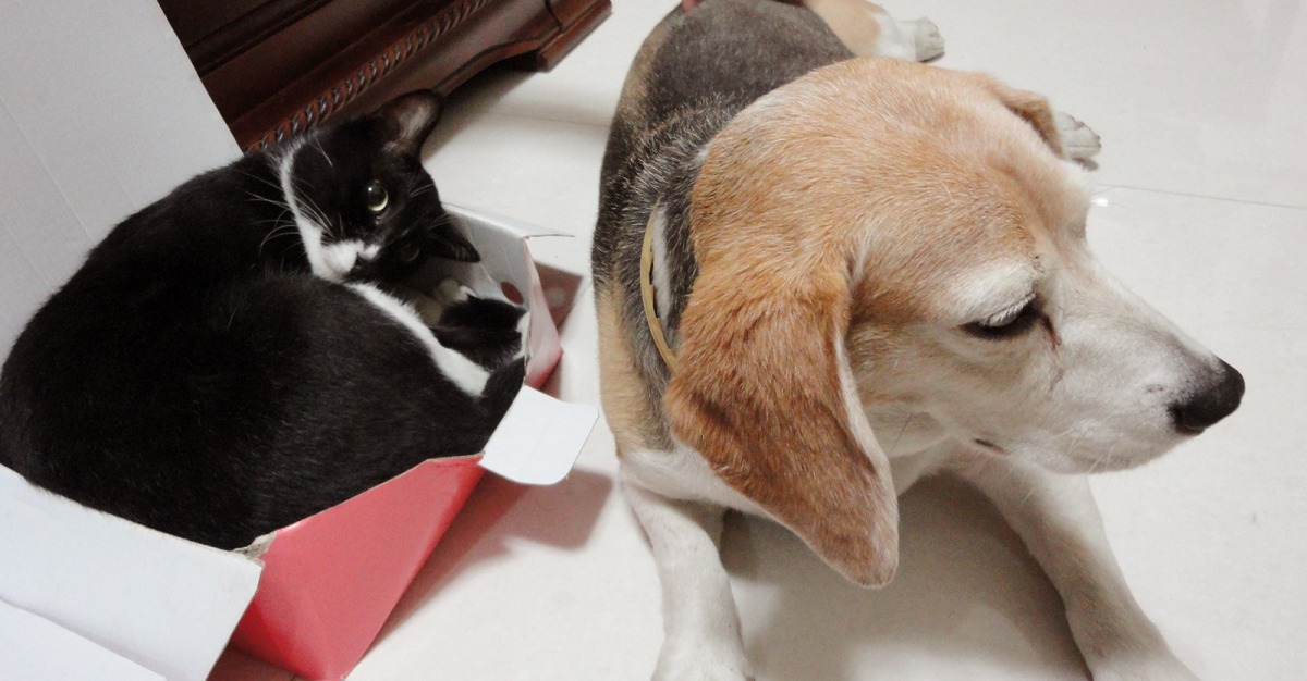 可布魯養最久的毛毛(右)和海苔(左)。　可布魯/提供