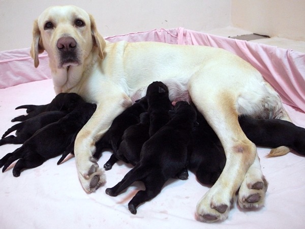 緝毒母種犬每胎間隔約1年，最多生5胎退役。  財政部關務署/提供