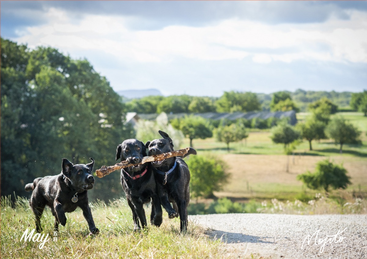 Mojito擁有國際導盲犬訓練師執照,在出國受訓時,認識了同為導盲犬訓練師的瑞士籍老公,婚後隨老公定居瑞士。她所拍攝的狗,很多都是導盲犬學校訓練中的犬隻。 Mojito/提供