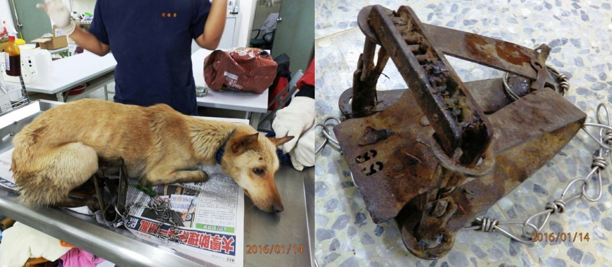 這隻黃狗在14日被民眾發現身中強力捕獸鋏 ，無辜的神情令人心碎。　基隆市動物保護防疫所/提供
