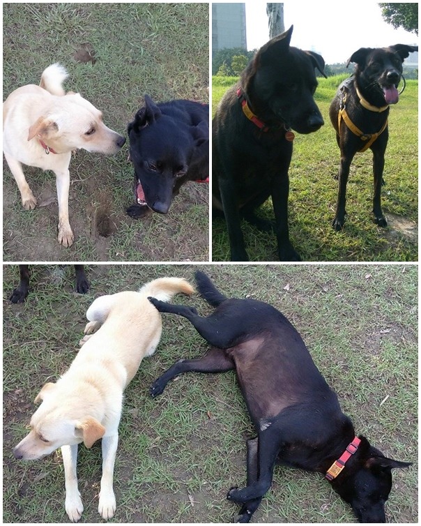多虧有大家的照顧，校犬們都能快樂的生活在校園中