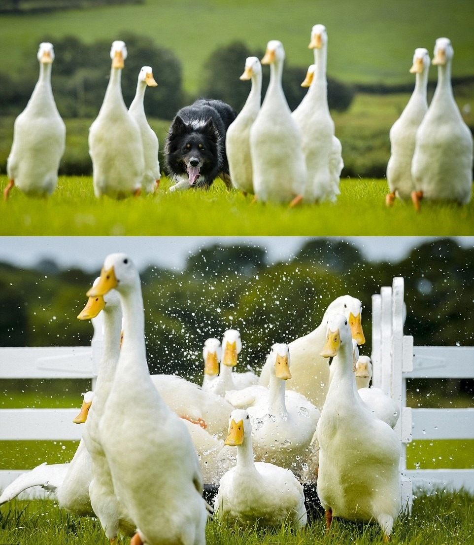 汪汪!不要慢吞吞的,加快腳步! 取自dailymail