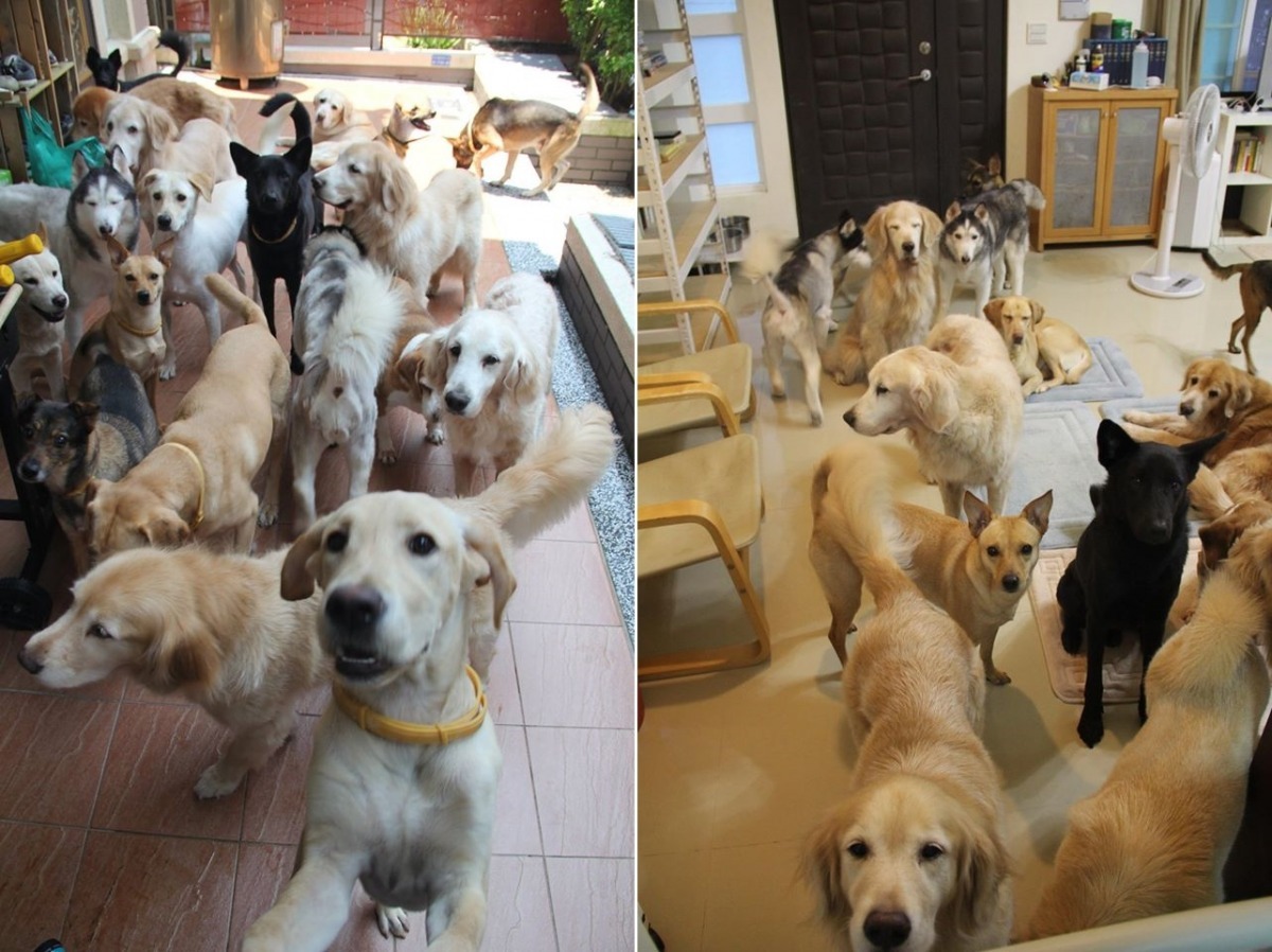 滿滿的狗狗是滿滿的幸福。 安德烈/提供