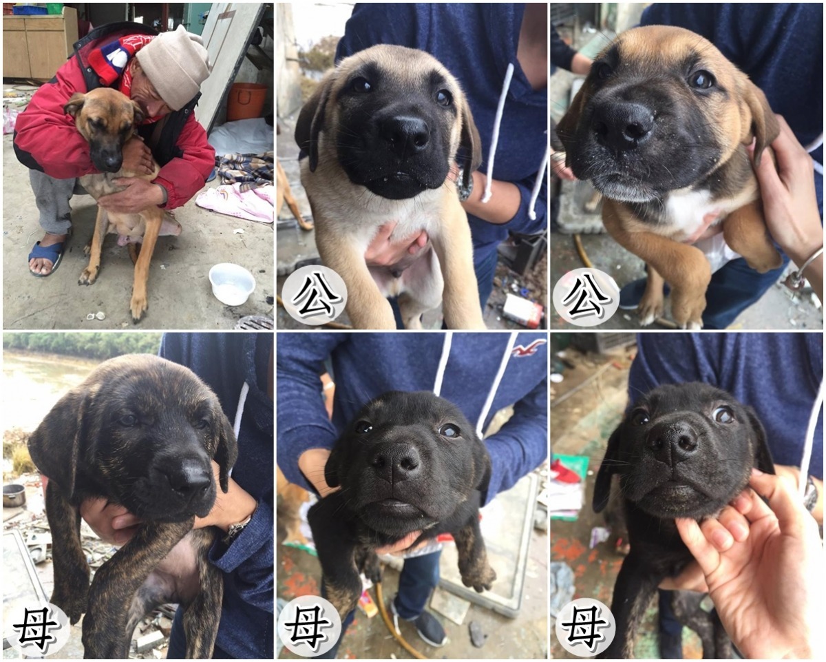 5隻狗寶寶分別是2黃2黑一虎斑,2隻黑狗的腳腳有穿虎斑襪子。 Emily/提供