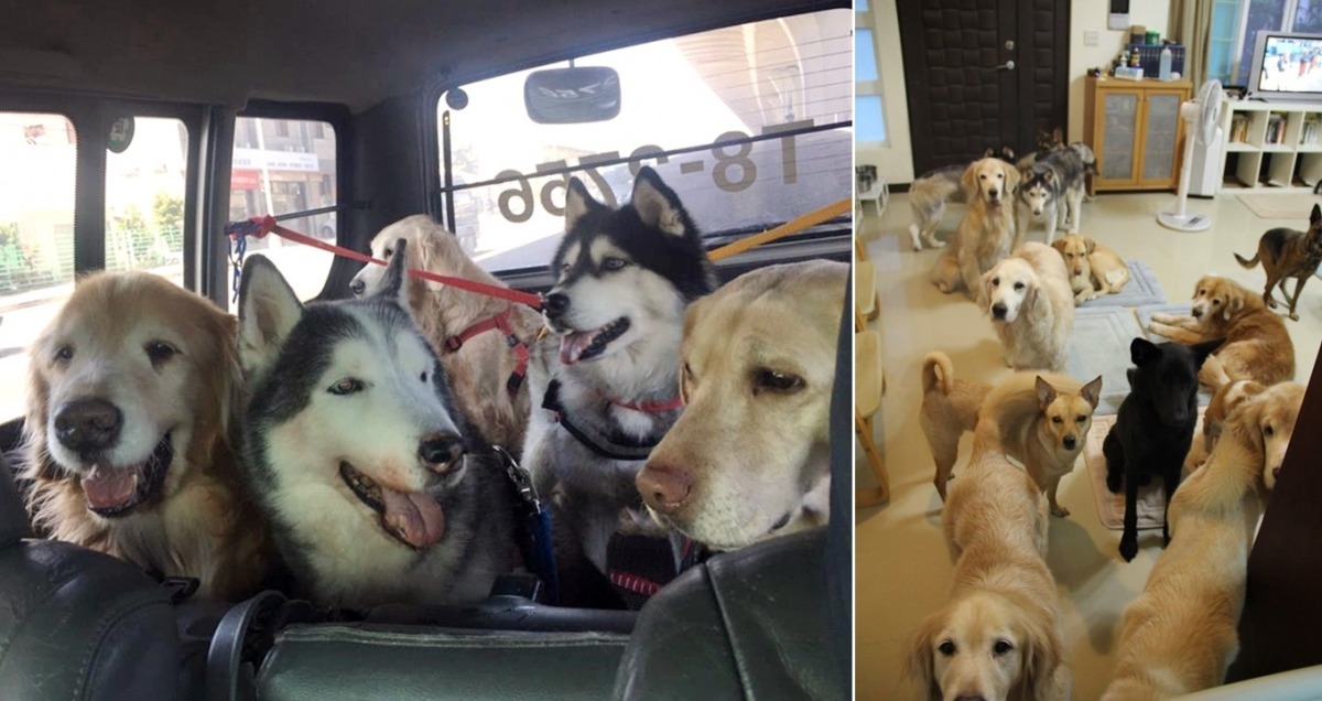 帶著這麼多隻毛孩，要找房子可不容易。　安德烈/提供