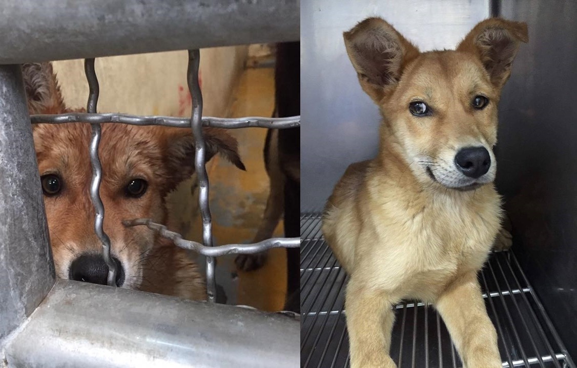 被從收容所帶出後，小黃狗的表情完全變了。　　取自Ju Liu，李文玉/提供