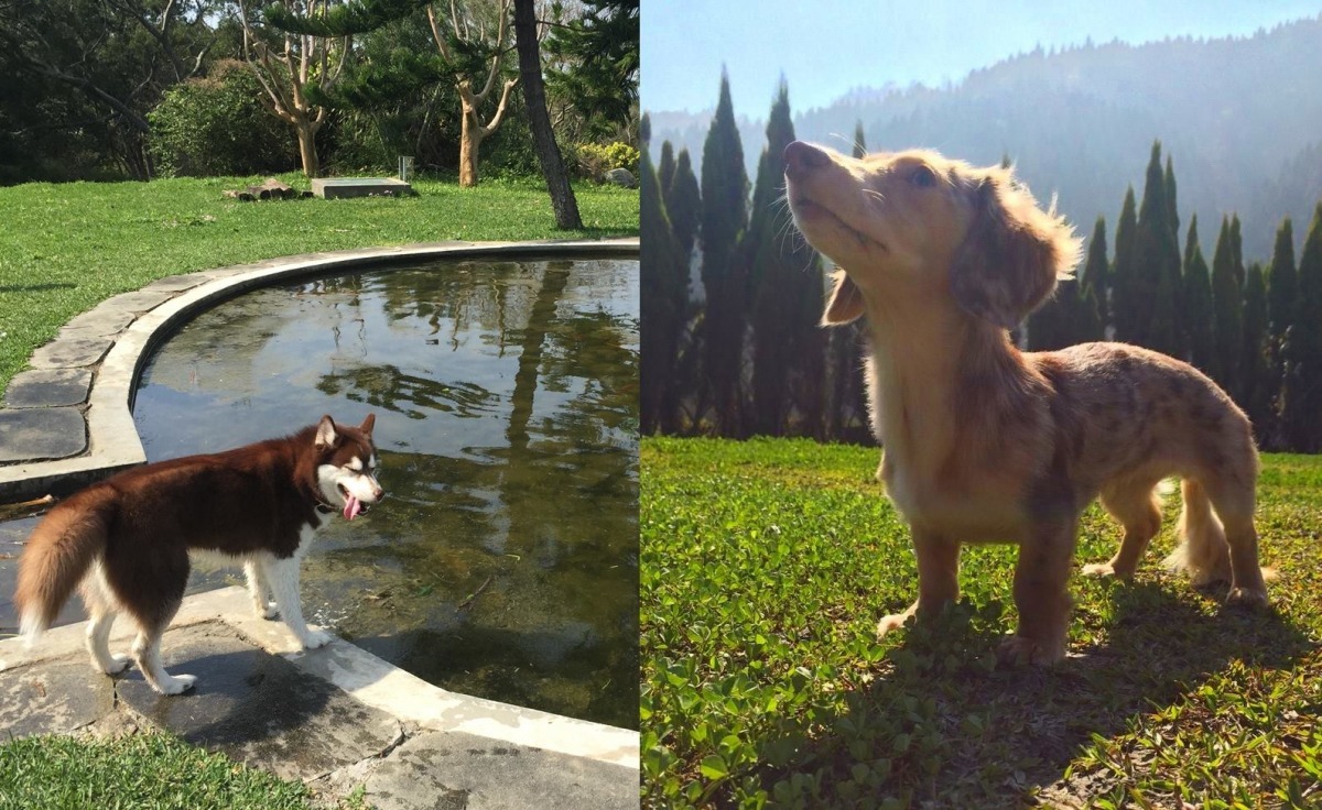 狗狗非常需要戶外活動。圖左為米堡在苗栗圓山牧場拍留下的照片，右為Pepper在杉林溪深呼吸的逗趣模樣。　Christine/提供