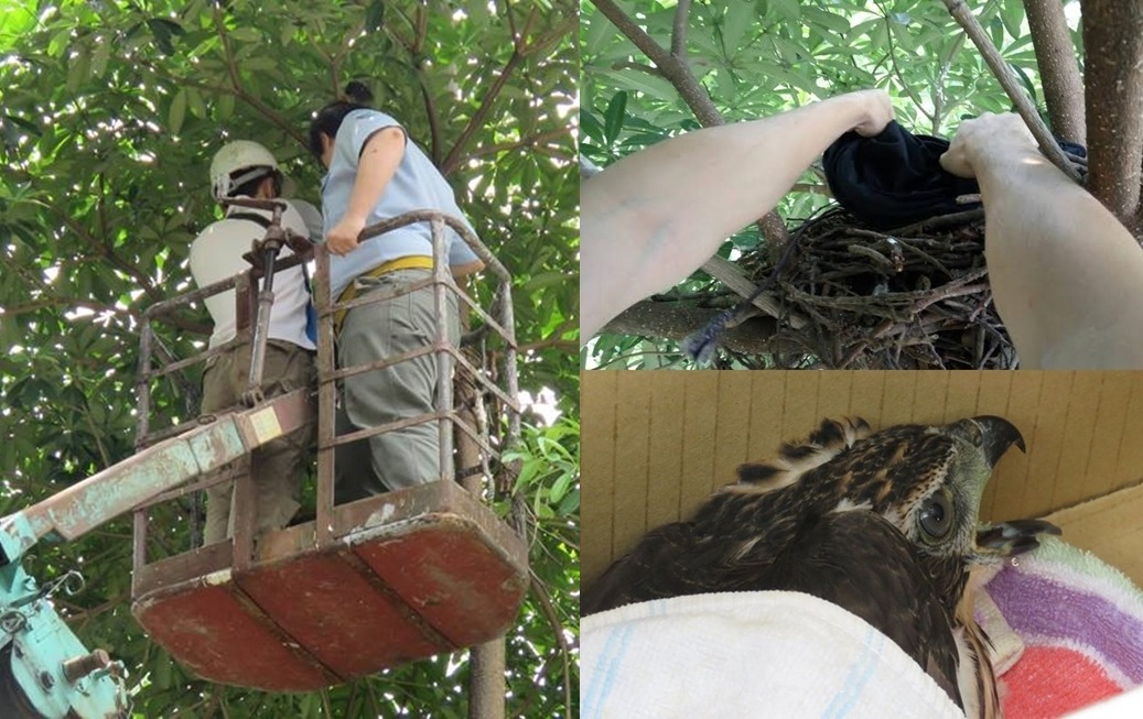 小鷹被安全放回巢中囉! 林思民/提供