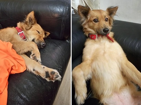 看拉奇的樣子一定看不出牠至少流浪了6年,半年多前才剛被葉小姐一家領養。 葉小姐/提供