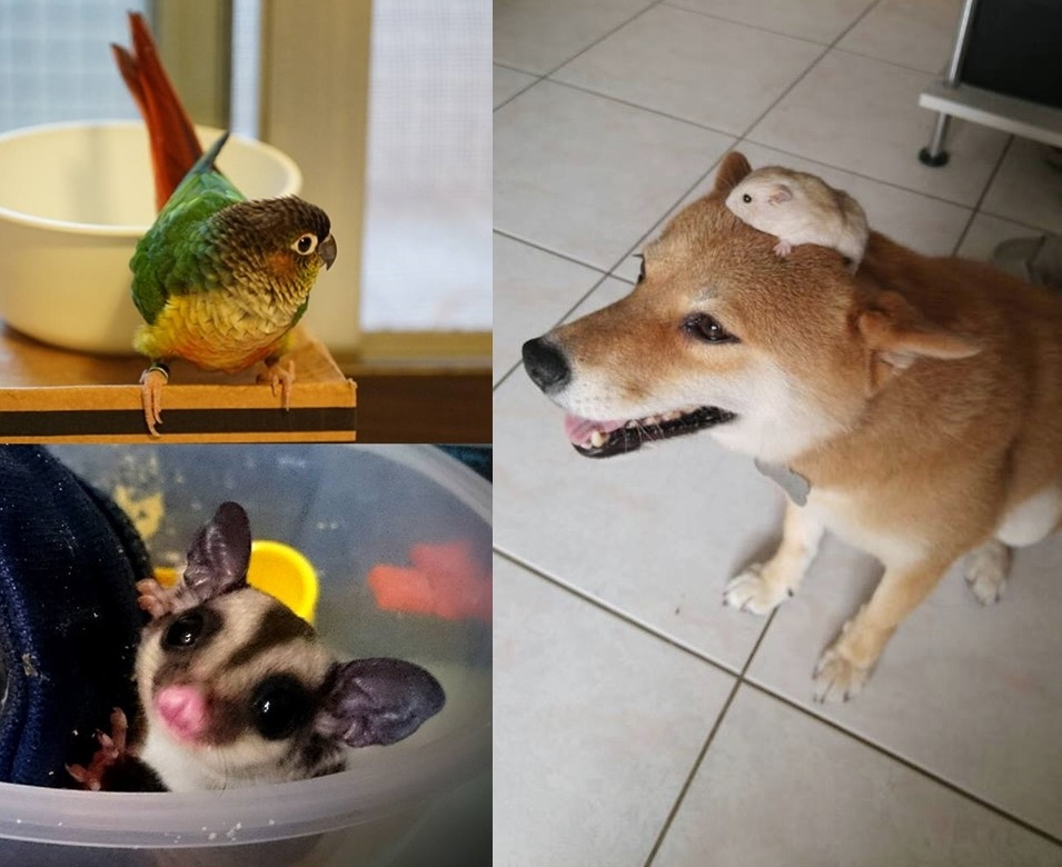 4種動物平常在陳俊穎家相安無事。　取自陳俊穎Facebook