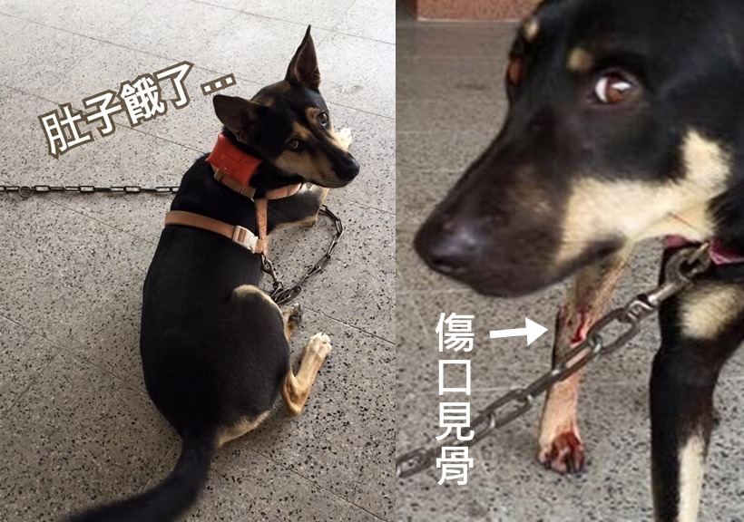 超仁(左)和超妹(右)。 取自大仁國中校犬專區