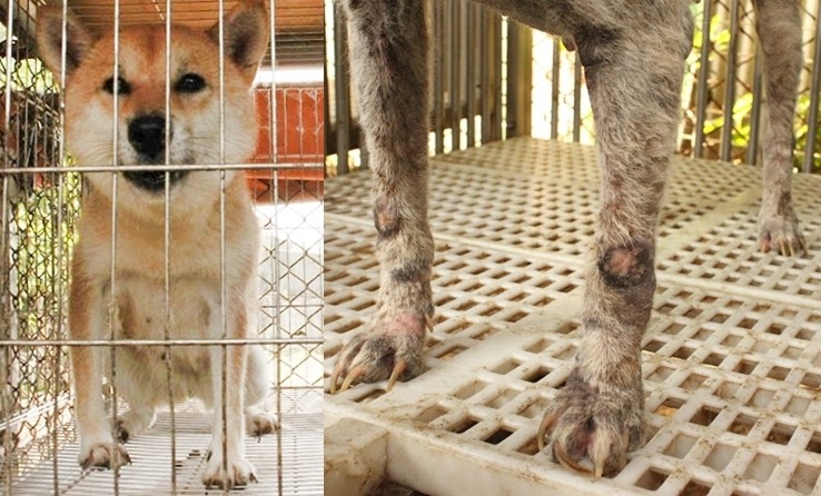 台灣高峰莊所飼養的柴犬，不似過去所破獲的非法繁殖場狀況這麼慘烈，但仍普遍有指甲過長和嚴重程度不一的皮膚狀況。　新竹市動物保護防疫所/提供