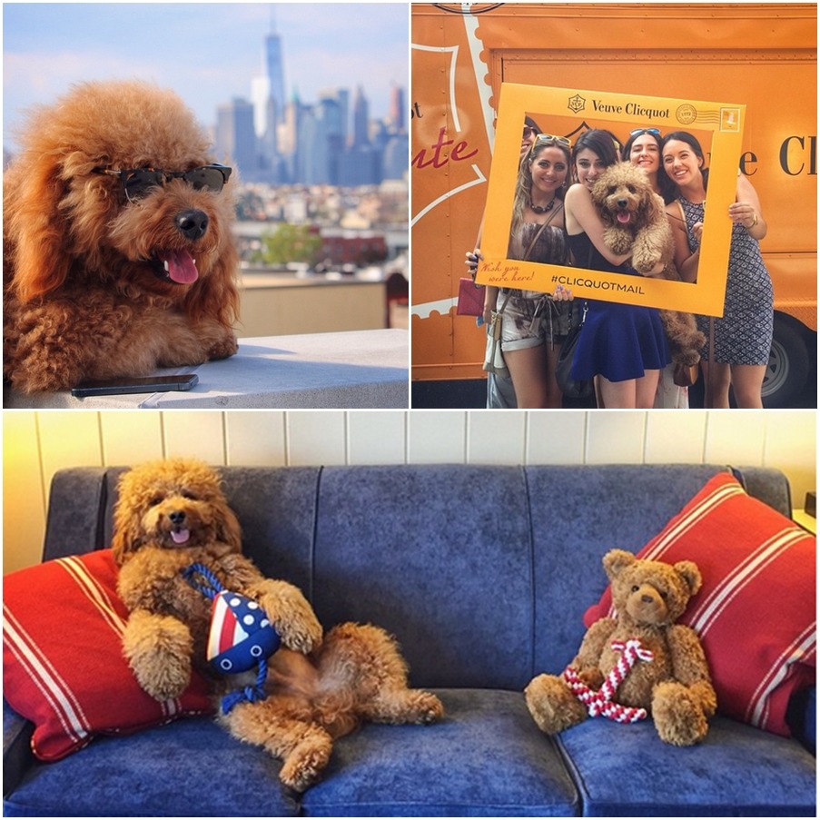 参孫的主人為牠打造時尚、雅痞的形象。　取自samsonthedood