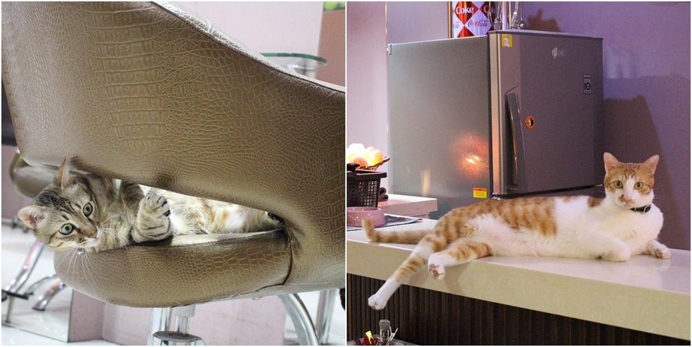 千千跟帕瑪都是3歲大的小公貓，千千(右)比較害羞，帕瑪(左)則總是活力旺盛。　黃靖雅/攝