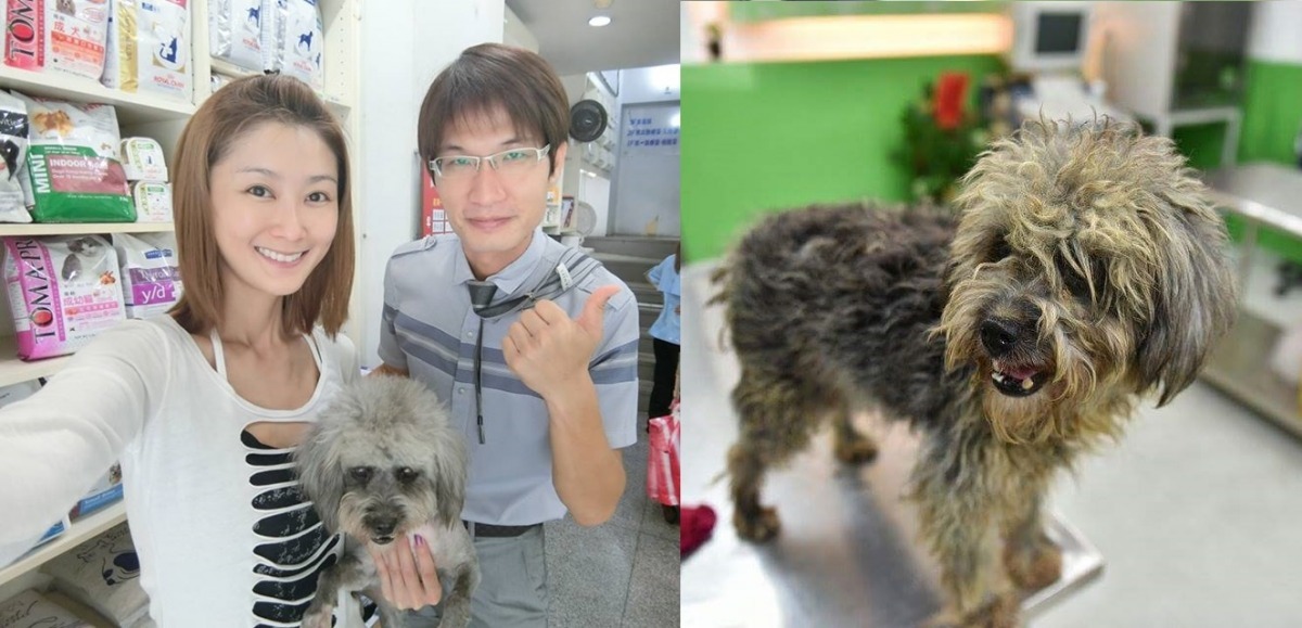 一開始因外型像拖把而被戲稱為抹布狗(右)的「佳佳」，已經恢復原來的毛色了(左)，陳珮騏為牠取名「佳佳」，除了取「嘉」義的諧音外，也是對牠的一個祝福。　吳育才/提供