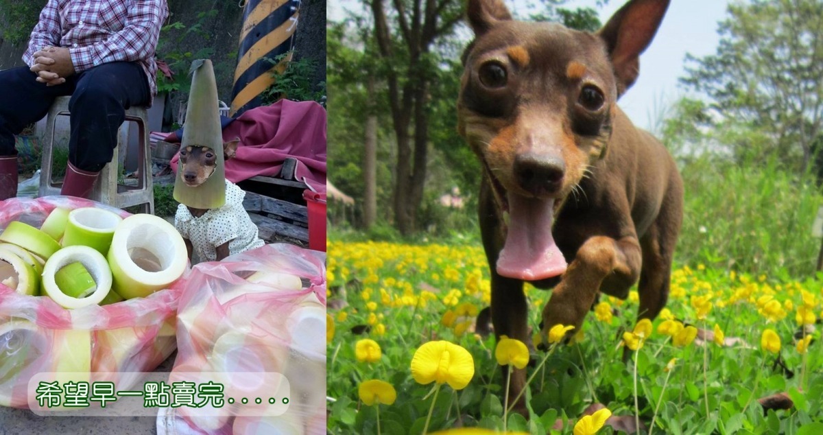 你最近看過這張賣筍狗的搞笑照片嗎？小皮可謂狗模特界的第一號人物，做過的造型千變萬化呢！　取自「小皮」粉絲團