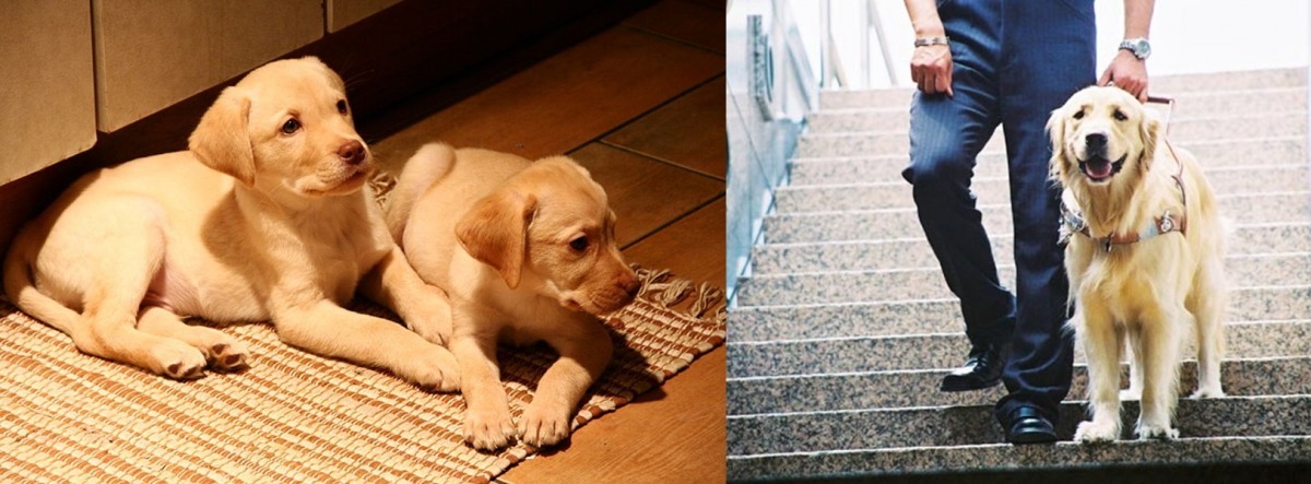 你知道導盲犬在正式受訓前,在寄養家庭中需學會什麼規矩嗎? 取自網路、台灣導盲犬協會