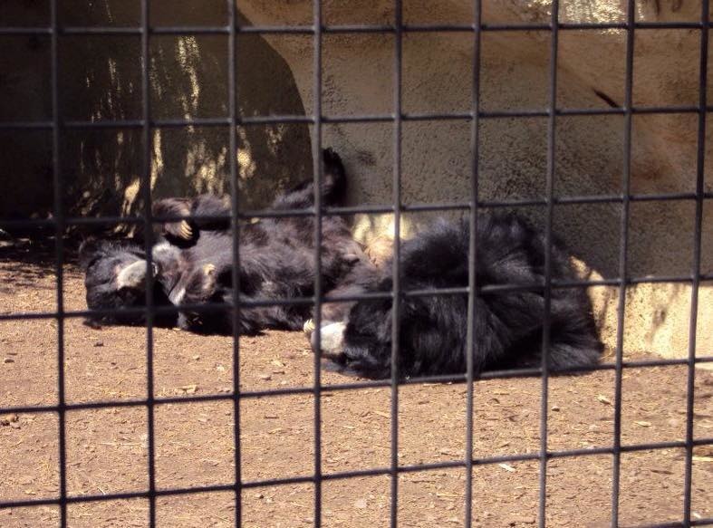 古夫和艾咪曾生育3隻小懶熊,但牠們全都被轉送到其他的動物園。以懶熊的平均壽命30歲、最長可活到40歲來看,古夫和艾咪還不算是老爺爺、老奶奶。 取自Facebook:Amanda Miller